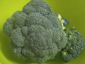 Brocolli